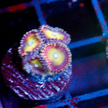 JC Hypnotoad Zoanthid