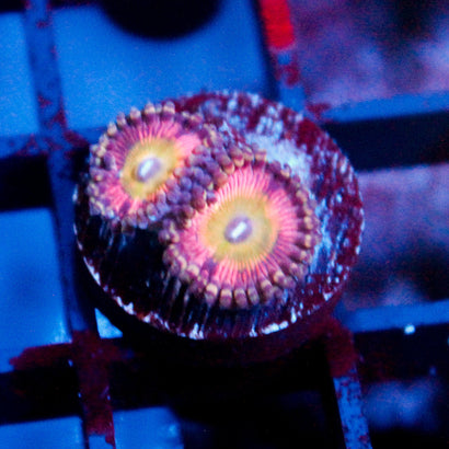 JC Hypnotoad Zoanthid