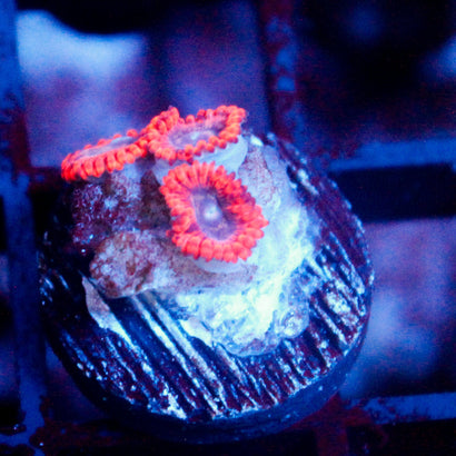 JC Utter Typhloshion Zoanthid