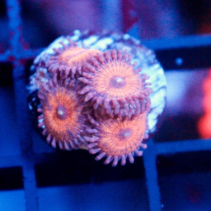 JC Amber Bliss Zoanthid