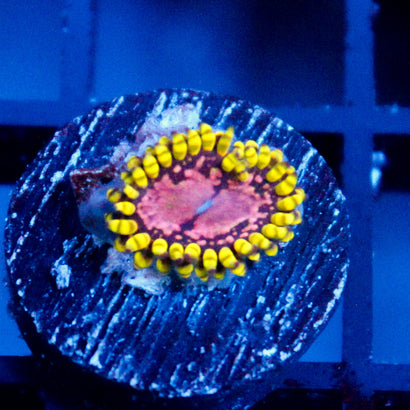 JC Purple Monster Zoanthid