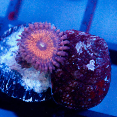 JC Amber Bliss Zoanthid