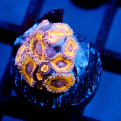 JC Stratocaster Zoanthid