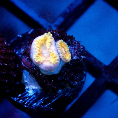 JC Rando Zoanthids