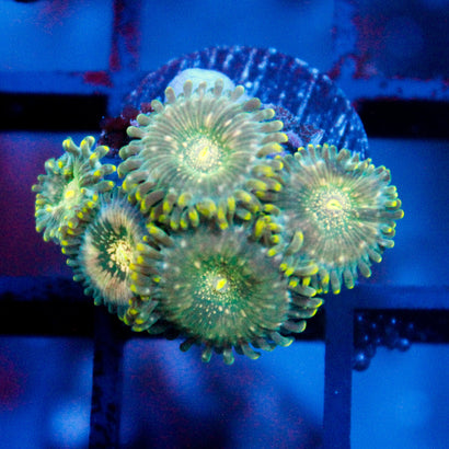 JC Utter Blue Razz Zoanthid