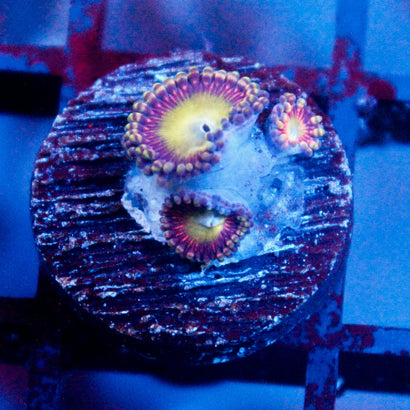 JC Hypnotoad Zoanthid
