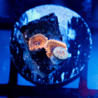 JC Rando Zoanthids