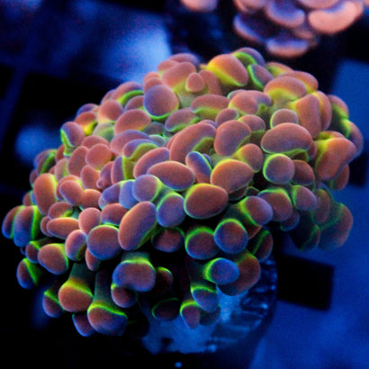 SBB Ultra Hologram Hammer