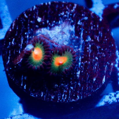 JC Alien Blood Zoanthid