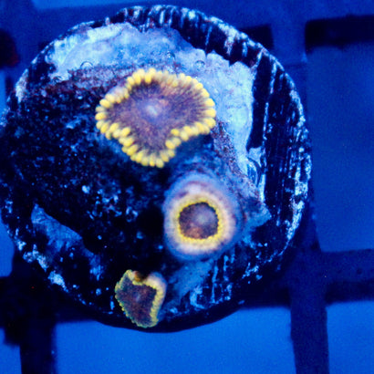 JC Mesosphere Zoanthid