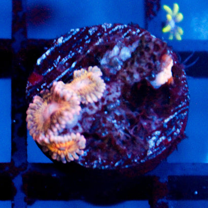 JC Pink Seam Zoanthid