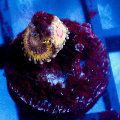 JC Shake Zoanthid