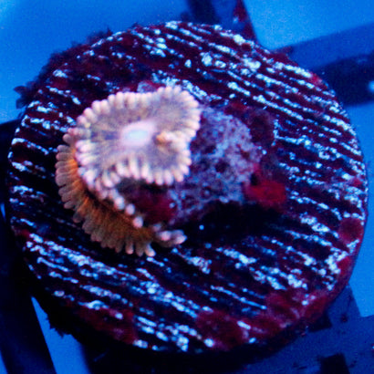 JC Rando Zoanthids