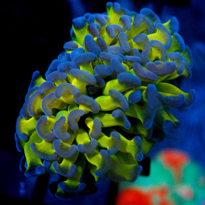 JC Weeping Willow Hammer