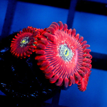 JC Magicians Zoanthid