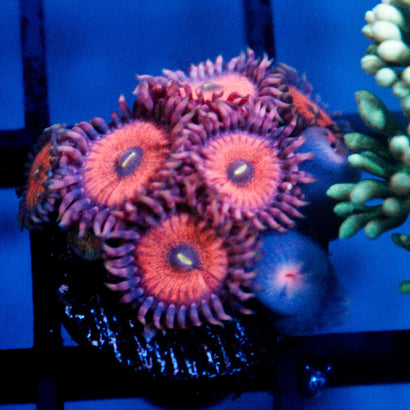 JC Amber Bliss Zoanthid Colony