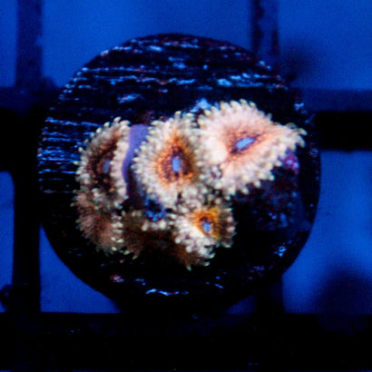 JC Pichu Zoanthid