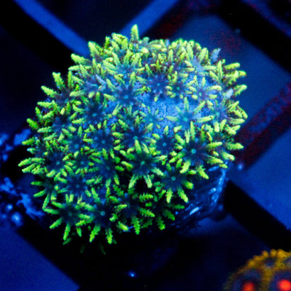 JC Sympodium Coral