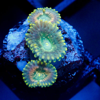 JC Utter Blue Razz Zoanthid