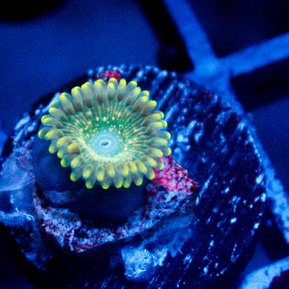 JC Utter Blue Razz Zoanthid