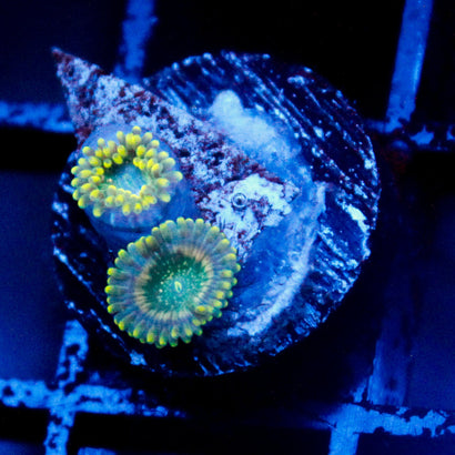 JC Utter Blue Razz Zoanthid