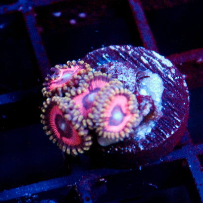JC Pink Hypnotoad Zoanthid