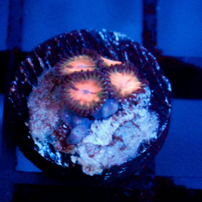 JC Peach Bellini Zoanthid