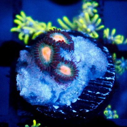 JC Alien Blue Blood Zoanthid