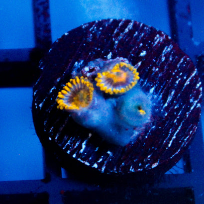 JC Saturn Zoanthid