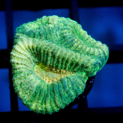 JC Neon Green Favia