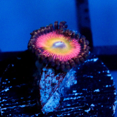 JC Hypnotoad Zoanthid