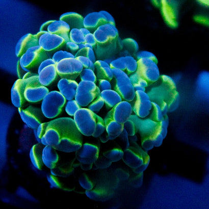 JC Blue Bubbles Hammer