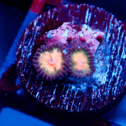 JC Peach warp Zoanthid