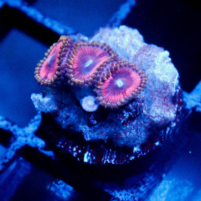 JC Hypnotoad Zoanthid