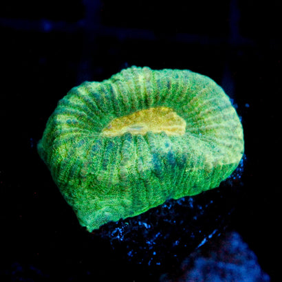 JC Neon Green Favia