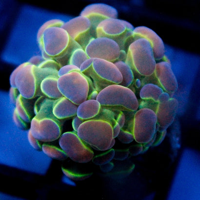 JC Ultra Hologram Hammer