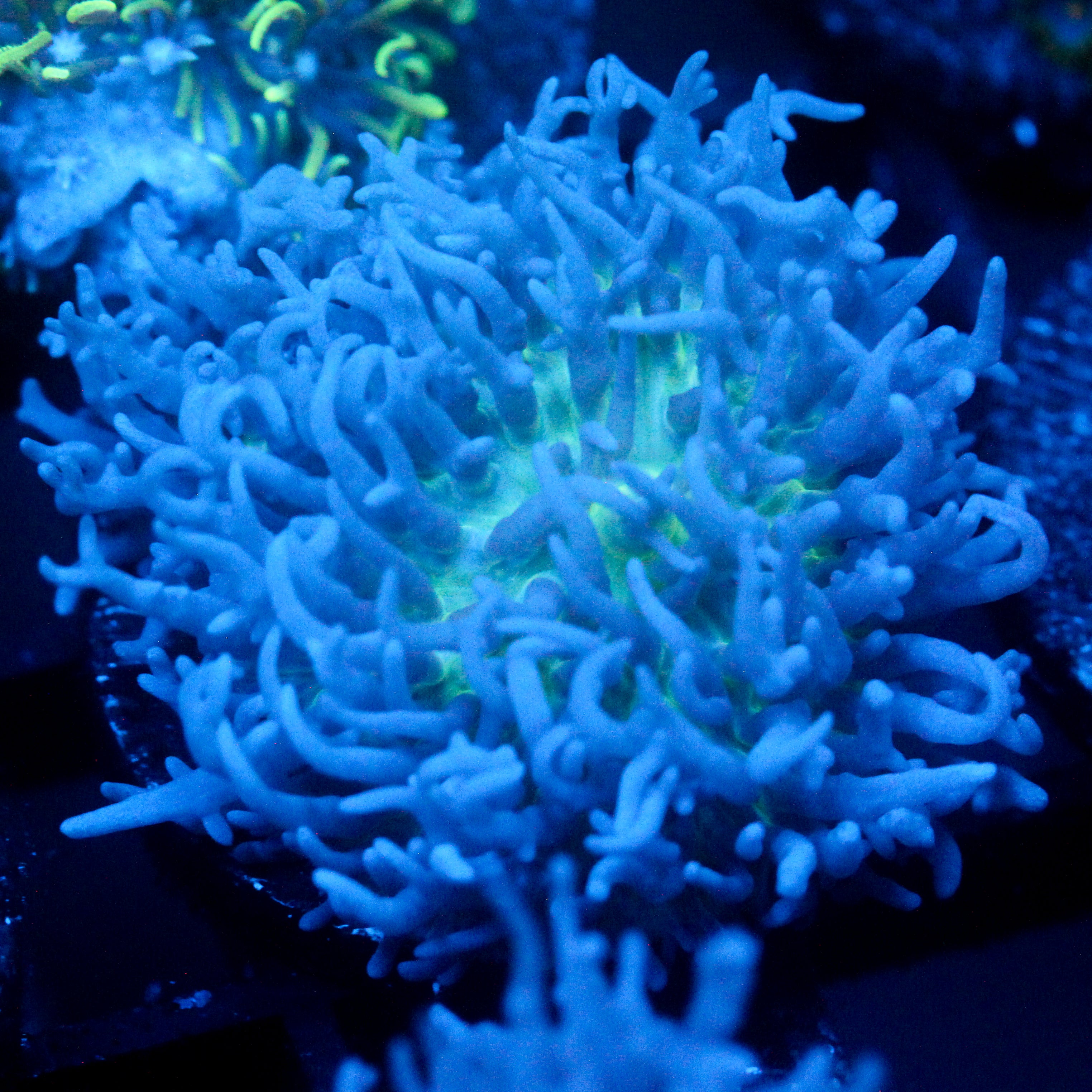 JC Fuzzy Mushroom