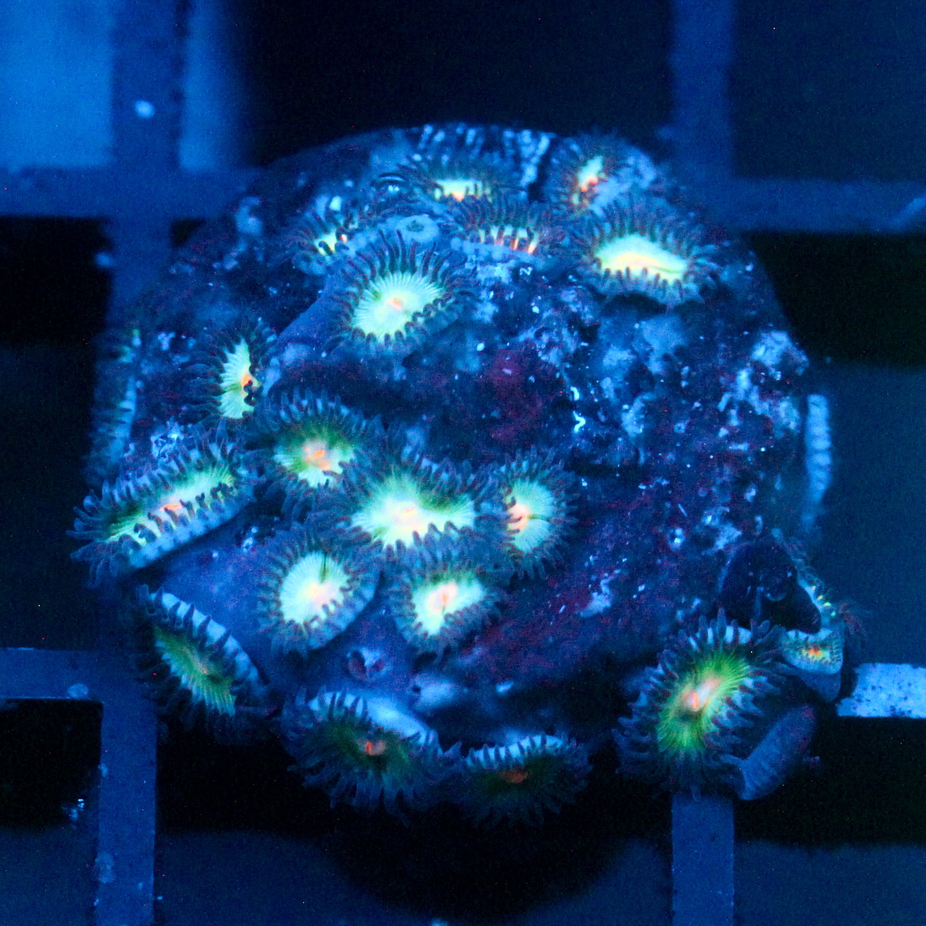 JC Alien Blood Zoanthid