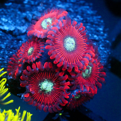 JC Magician's Zoanthid