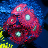 JC Magician's Zoanthid