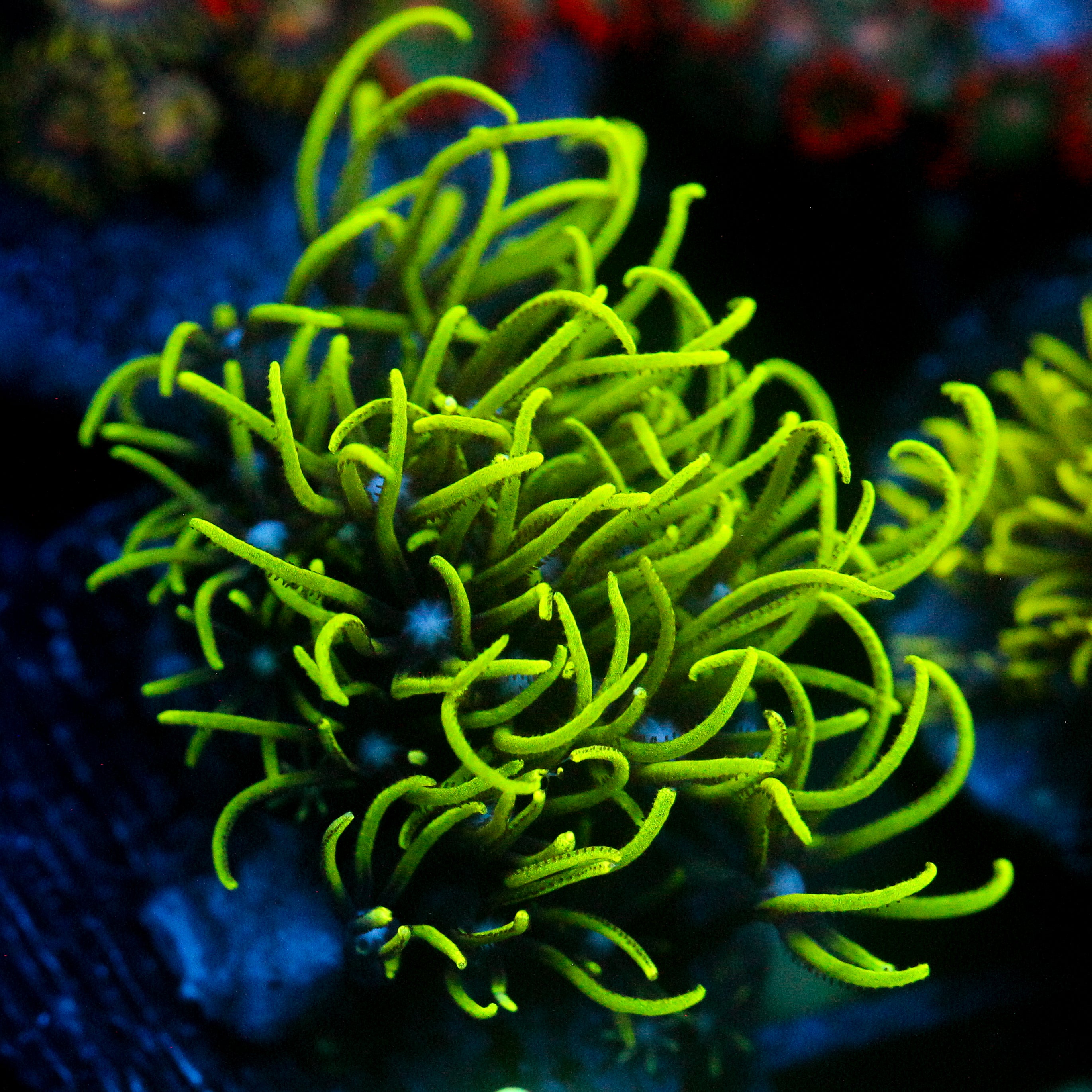 JC Lime Wire Gsp