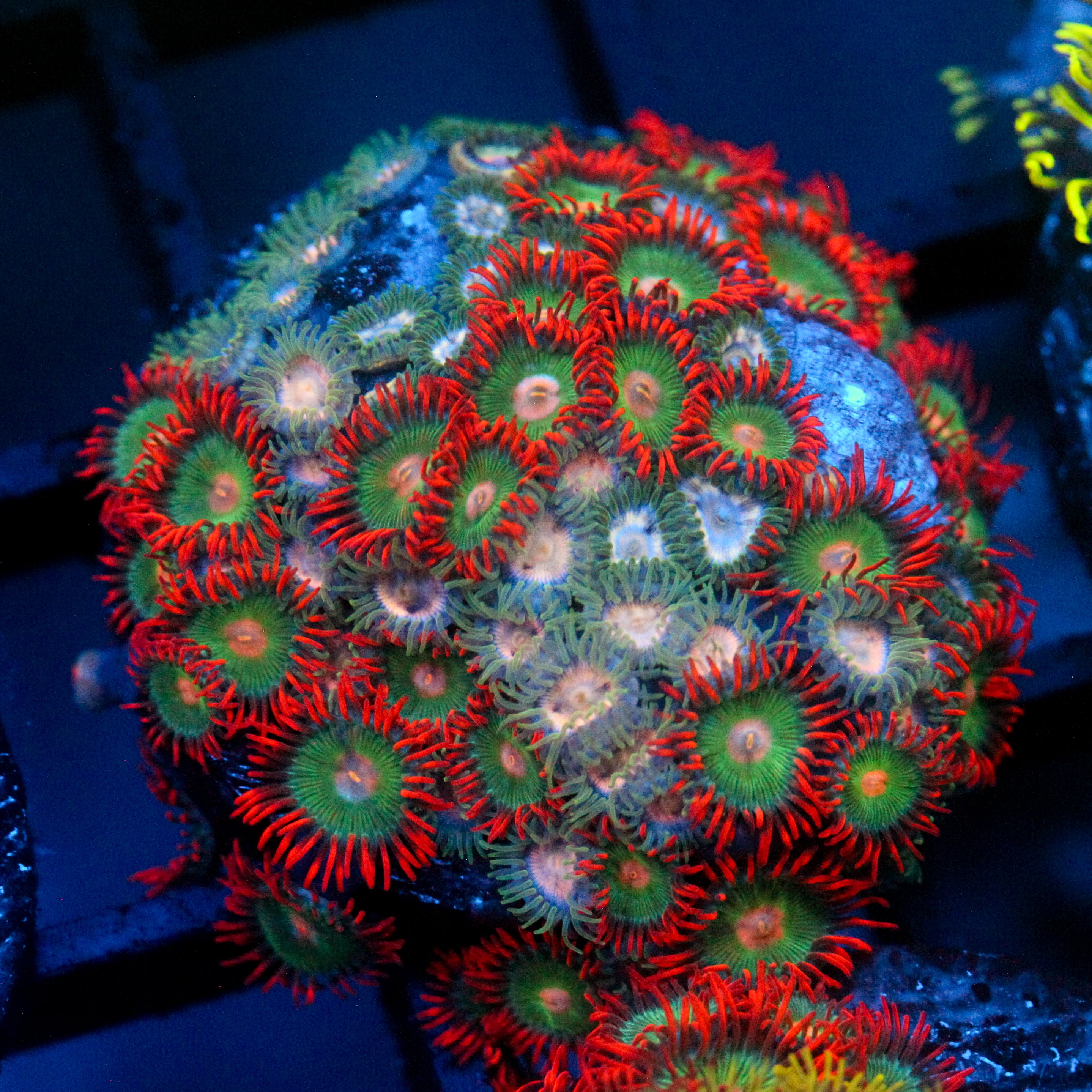JC Gatorade Zoanthids