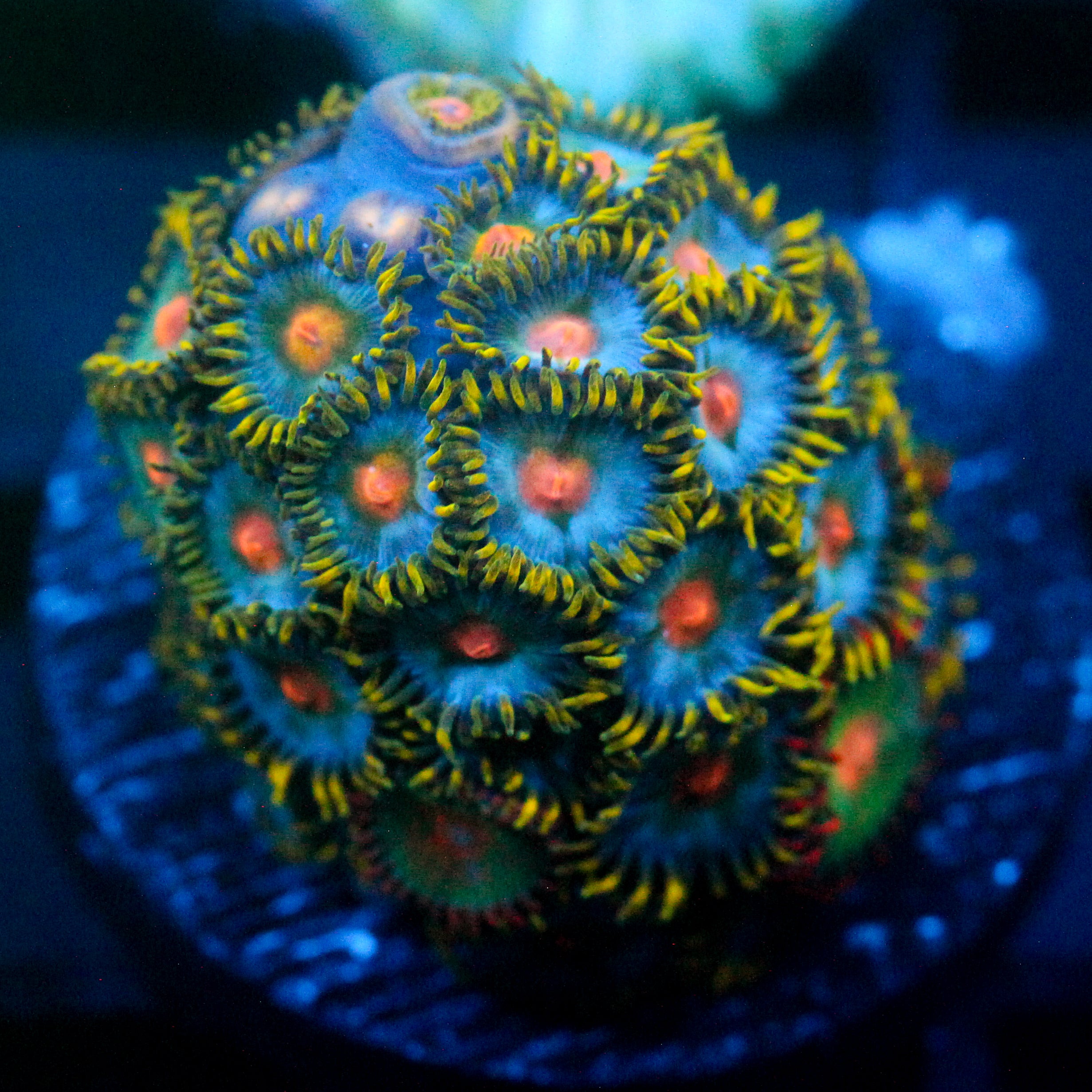 JC Saturn Zoanthid