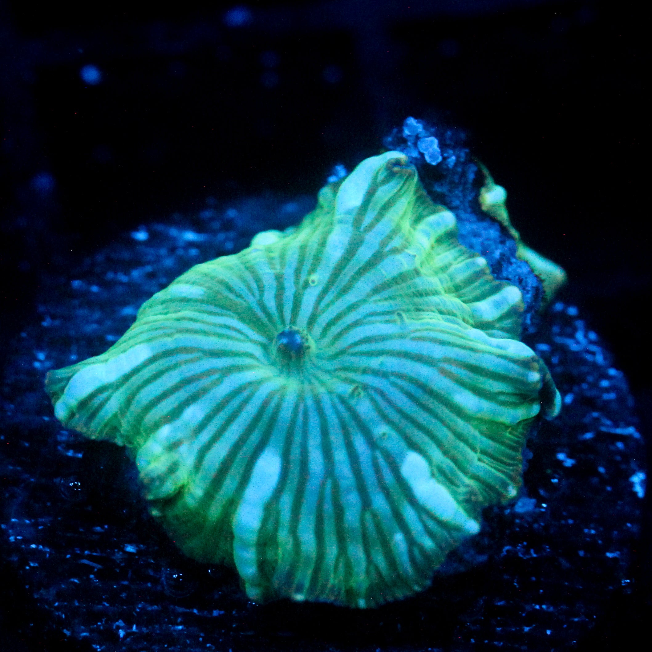 JC Watermelon Rind Discosoma