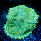 JC Lush Biome Rhodactis