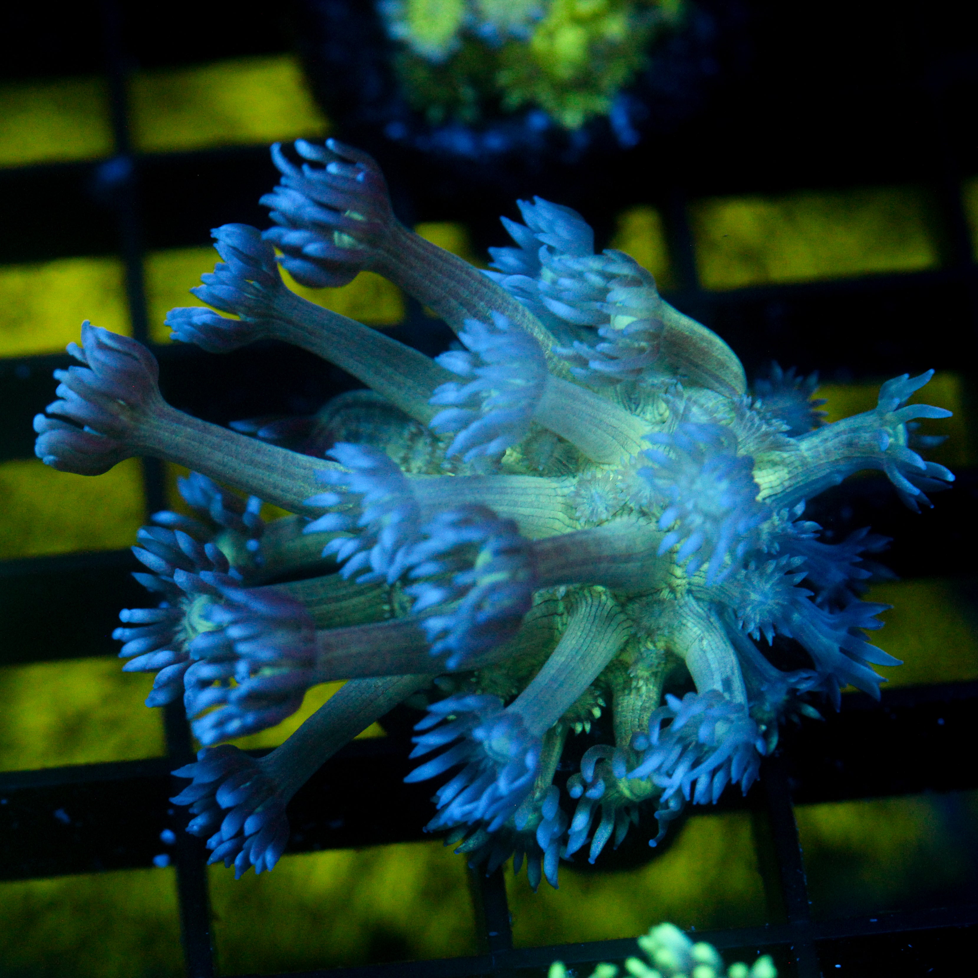 JC Peacock Goni