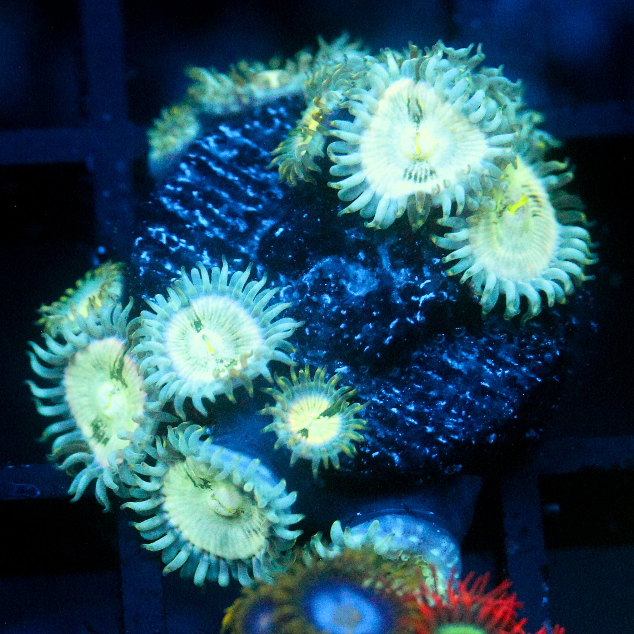JC Hawaiian Ding Dang Zoanthid