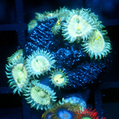 JC Hawaiian Ding Dang Zoanthid