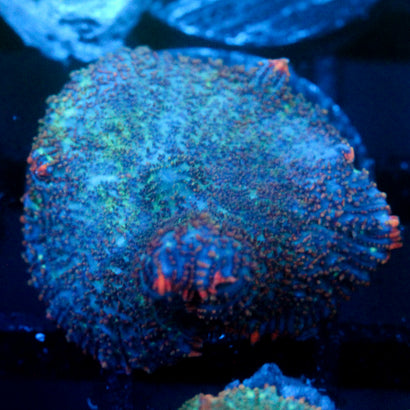JC Cuprum Calamity Rhodactis