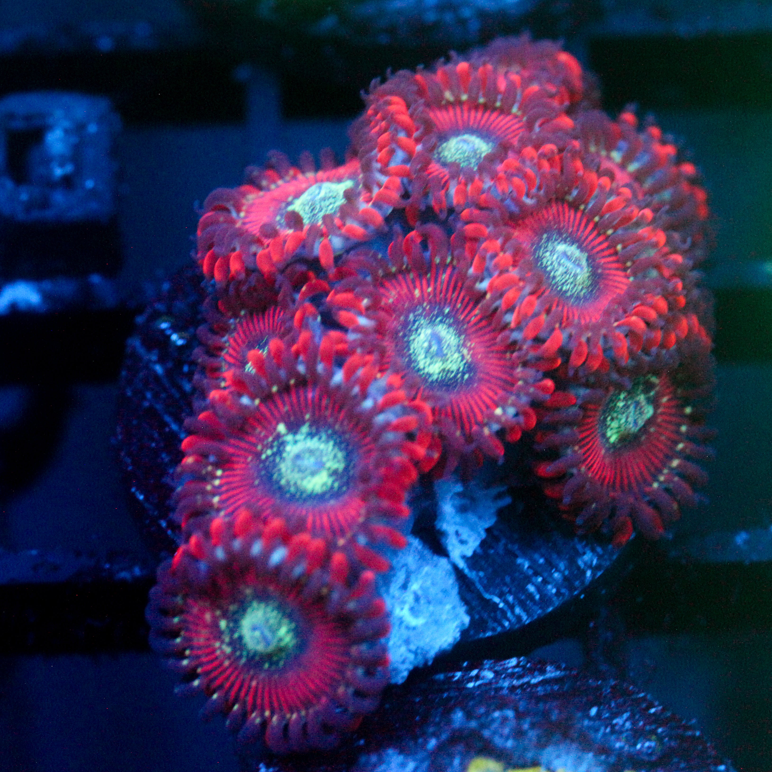 JC Magician's Zoanthid